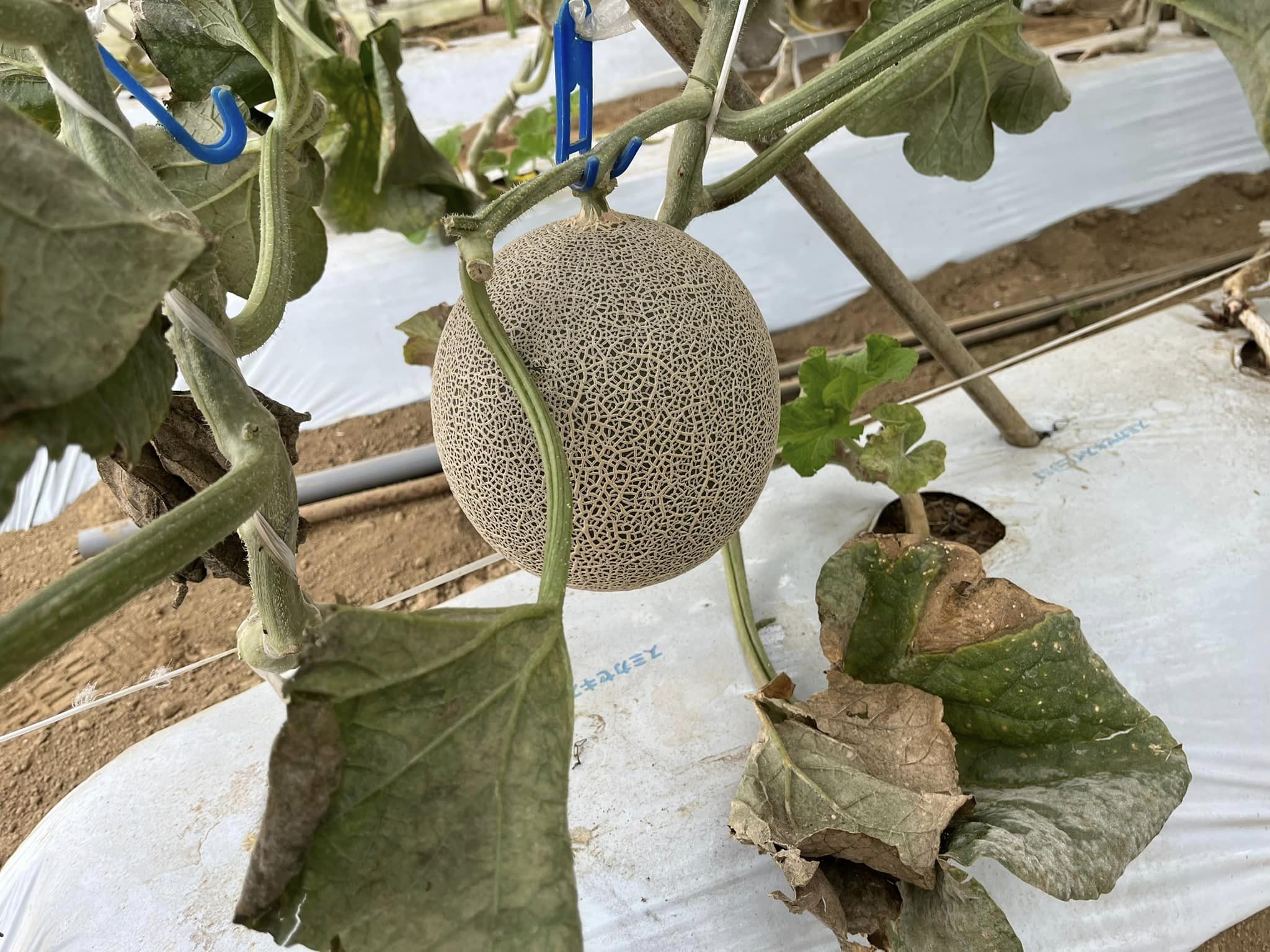 バスガイド　資料　教本　鉾田　鹿島　メロン　茨城 image-306.jpeg
